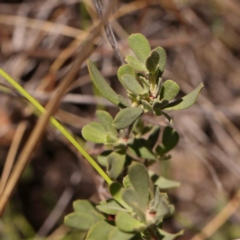 Hibbertia obtusifolia at Black Mountain NR (BMS) - 6 Jan 2024