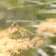 Caedicia simplex (Common Garden Katydid) at Acton, ACT - 5 Jan 2024 by ConBoekel