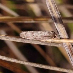 Philobota philostaura at Black Mountain NR (BMS) - 6 Jan 2024 by ConBoekel