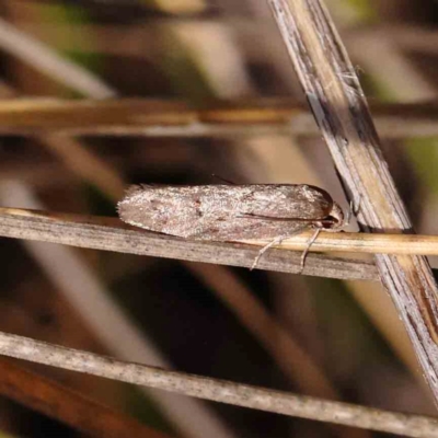 Unidentified Concealer moth (Oecophoridae) at Black Mountain NR (BMS) - 6 Jan 2024 by ConBoekel