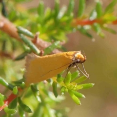 Eulechria electrodes (Yellow Eulechria Moth) at Black Mountain NR (BMS) - 6 Jan 2024 by ConBoekel