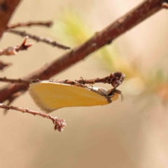 Eulechria electrodes at Black Mountain NR (BMS) - 6 Jan 2024