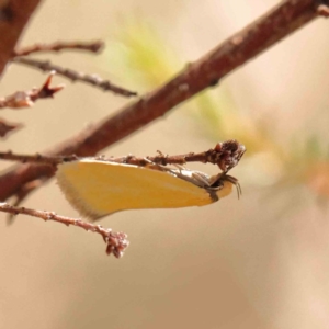 Eulechria electrodes at Black Mountain NR (BMS) - 6 Jan 2024