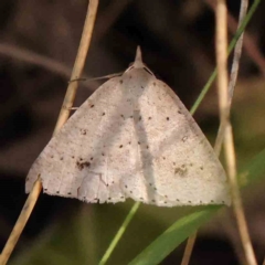 Nearcha nullata (Rounded Nearcha) at ANBG South Annex - 5 Jan 2024 by ConBoekel