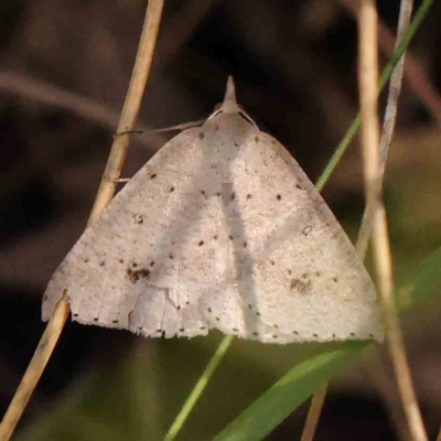 Nearcha nullata (Rounded Nearcha) at Acton, ACT - 5 Jan 2024 by ConBoekel