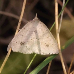 Nearcha nullata at Black Mountain NR (BMS) - 6 Jan 2024