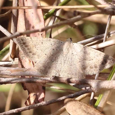 Casbia tanaoctena (Speckled Casbia) at Acton, ACT - 6 Jan 2024 by ConBoekel