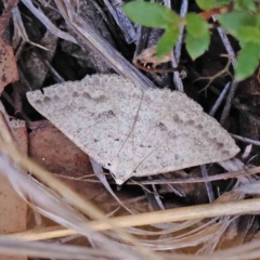 Casbia tanaoctena (Speckled Casbia) at ANBG South Annex - 6 Jan 2024 by ConBoekel