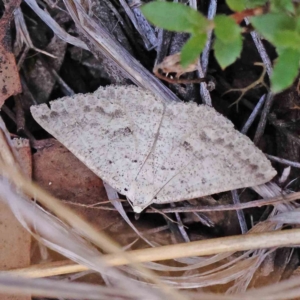 Casbia tanaoctena at Black Mountain NR (BMS) - 6 Jan 2024