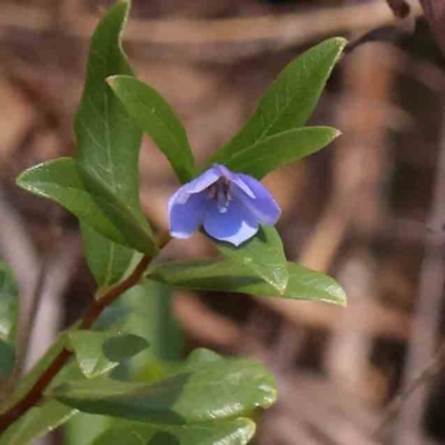 Billardiera heterophylla (Western Australian Bluebell Creeper) at Acton, ACT - 6 Jan 2024 by ConBoekel