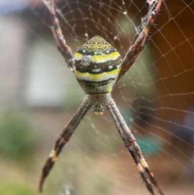 Araneidae (family) at Broulee, NSW - 11 Jan 2024 by PeterA