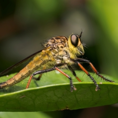 Zosteria rosevillensis (A robber fly) at Lyons, ACT - 10 Jan 2024 by Gallpix
