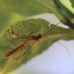 Ichneumonidae (family) (Unidentified ichneumon wasp) at Cook, ACT - 10 Feb 2022 by Tammy