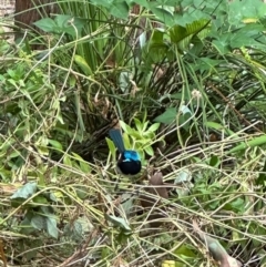 Malurus elegans (Red-winged Fairywren) at Denmark, WA - 11 Jan 2024 by Shelley