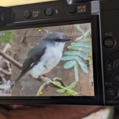 Eopsaltria georgiana (White-breasted Robin) at Denmark, WA - 7 Jan 2024 by Shelley