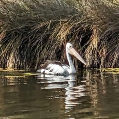 Pelecanus conspicillatus (Australian Pelican) at Denmark, WA - 9 Jan 2024 by Shelley