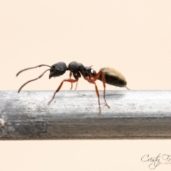 Dolichoderus scabridus (Dolly ant) at Kambah, ACT - 16 Dec 2023 by Cristy1676