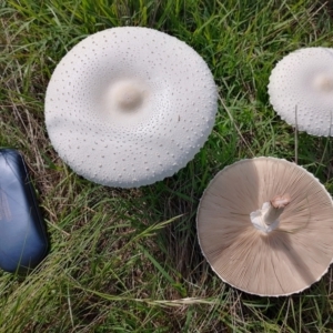 Macrolepiota dolichaula at Symonston, ACT - 11 Jan 2024