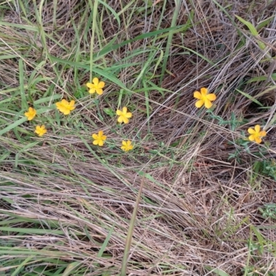 Hypericum gramineum (Small St Johns Wort) at Symonston, ACT - 11 Jan 2024 by CallumBraeRuralProperty