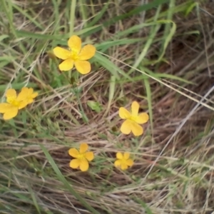 Hypericum gramineum at Symonston, ACT - 11 Jan 2024