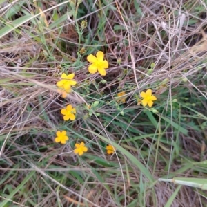 Hypericum gramineum at Symonston, ACT - 11 Jan 2024