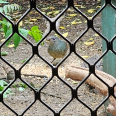 Ptilonorhynchus violaceus (Satin Bowerbird) at QPRC LGA - 11 Jan 2024 by Csteele4