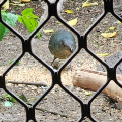 Ptilonorhynchus violaceus at QPRC LGA - 11 Jan 2024