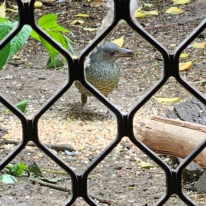 Ptilonorhynchus violaceus at QPRC LGA - 11 Jan 2024