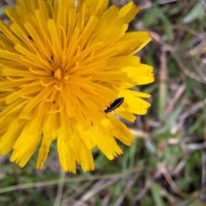 Dasytinae (subfamily) at Franklin Grassland (FRA_5) - 5 Jan 2024