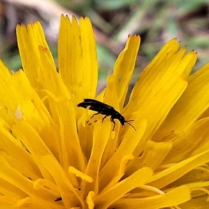 Dasytinae (subfamily) at Franklin Grassland (FRA_5) - 5 Jan 2024