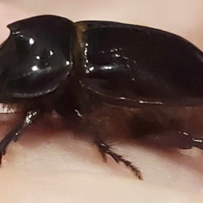 Dasygnathus sp. (genus) (Rhinoceros beetle) at Kambah, ACT - 10 Jan 2024 by Linda89b