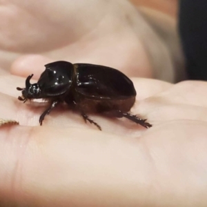 Dasygnathus sp. (genus) at Kambah, ACT - 10 Jan 2024