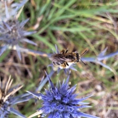 Lasioglossum (Chilalictus) sp. (genus & subgenus) (Halictid bee) at Franklin Grassland (FRA_5) - 5 Jan 2024 by JenniM