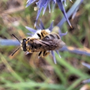 Lasioglossum (Chilalictus) sp. (genus & subgenus) at Franklin Grassland (FRA_5) - 5 Jan 2024