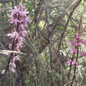 Dipodium punctatum at Tharwa, ACT - 10 Jan 2024