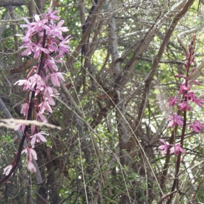 Dipodium punctatum (Blotched Hyacinth Orchid) at Tharwa, ACT - 10 Jan 2024 by JohnBundock