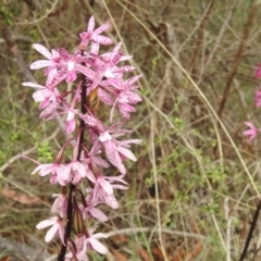 Dipodium punctatum at Tharwa, ACT - 10 Jan 2024