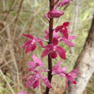 Dipodium punctatum at Tharwa, ACT - 10 Jan 2024