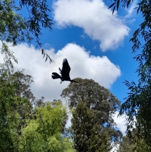 Anhinga novaehollandiae at Australian National University - 11 Jan 2024 01:18 PM