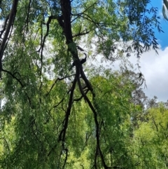 Anhinga novaehollandiae at Australian National University - 11 Jan 2024 01:18 PM