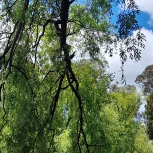 Anhinga novaehollandiae at Australian National University - 11 Jan 2024 01:18 PM