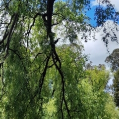 Anhinga novaehollandiae at Australian National University - 11 Jan 2024