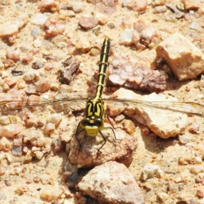 Austrogomphus guerini (Yellow-striped Hunter) at Tharwa, ACT - 9 Jan 2024 by JohnBundock