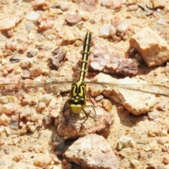 Austrogomphus guerini (Yellow-striped Hunter) at Tharwa, ACT - 9 Jan 2024 by JohnBundock