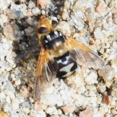 Microtropesa sinuata (A bristle fly) at Tharwa, ACT - 10 Jan 2024 by JohnBundock