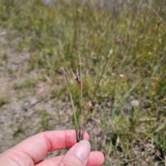 Themeda triandra (Kangaroo Grass) at Bungendore, NSW - 11 Jan 2024 by Csteele4