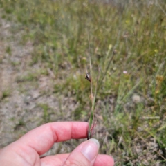 Themeda triandra at QPRC LGA - 11 Jan 2024