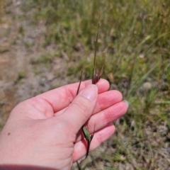 Themeda triandra at QPRC LGA - 11 Jan 2024