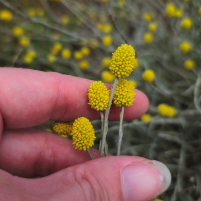 Calocephalus citreus (Lemon Beauty Heads) at Bungendore, NSW - 11 Jan 2024 by Csteele4