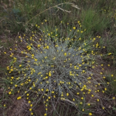 Calocephalus citreus at Turallo Nature Reserve - 11 Jan 2024